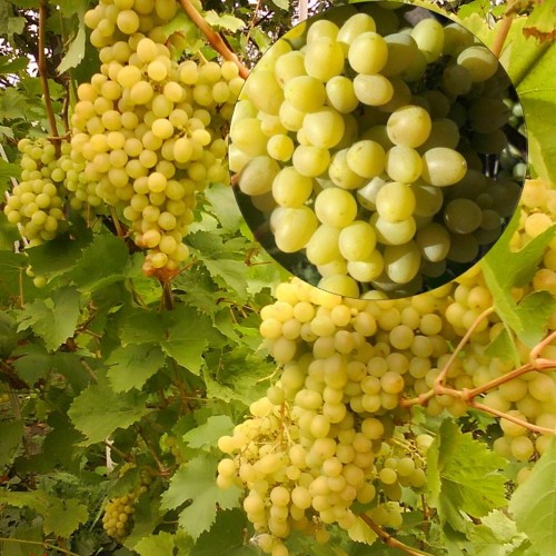 Vitis vinifera 'Alešenkin' - Harilik viinapuu 'Alešenkin' C7/7L